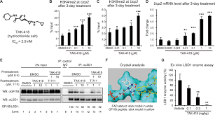 Yang kedua mengenai kata kunci rina and the hole 3d.rina merupakan aktris yang memerankan sebuah adegan yang kini banyak membuat orang penasaran. Lsd1 Enzyme Inhibitor Tak 418 Unlocks Aberrant Epigenetic Machinery And Improves Autism Symptoms In Neurodevelopmental Disorder Models Science Advances