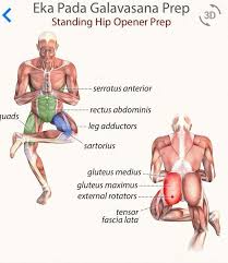 Ek Pad Galavasana Yoga Anatomy Easy Yoga Workouts Yoga Muscles