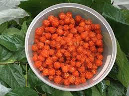 tokyowashiのブログ