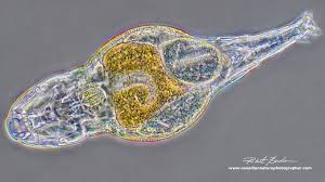 Image result for Eragrostis rotifer