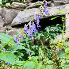 Image result for Isodon