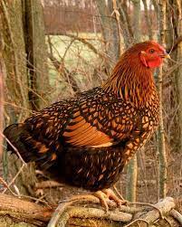golden laced wyandotte in trees chickens and roosters chickens chicken pictures