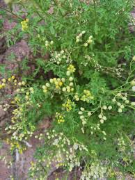 Image result for Eschenbachia stricta