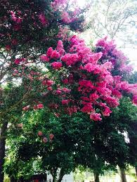 These trees add color and introduction blossoms burst open early spring! Crepe Myrtle Enfield Nc Flowering Trees Crepe Myrtle Plants