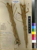 Image result for Tristachya superba