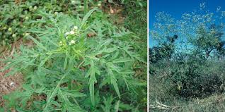 Image result for Parthenium