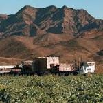  Trash all romaine lettuce: It may have E. coli, CDC says