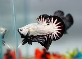 Black Dragon Halfmoon Plakat Betta Splendens Pinterest Betta Fish Tank Betta Fish Betta