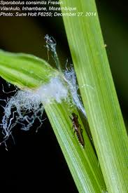 Image result for Sporobolus consimilis