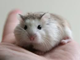 Pin By Nesibe Denizli On Furry Friends Cute Hamsters Hamster Breeds Hamster