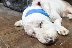 The lapd's animal cruelty task force is investigating after brooke houts uploaded footage of herself hitting and yelling at her dog. Head Injuries What To Do If Your Pet Has A Head Injury First Aid For Pets