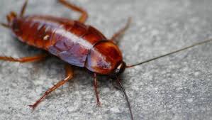 Maybe you would like to learn more about one of these? How I Found The Best Way To Get Rid Of Roaches