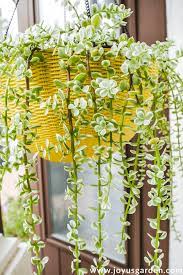 We did not find results for: Repotting Portulacaria Afra Elephant Bush A Beautiful Hanging Succulent