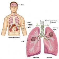 Pin On Little Things Molecules And Pathways