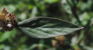 Image result for Spermacoce natalensis