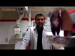 Erkek Ve Disi Kedilerde Kizginlik Donemi Belirtileri Nedir Kac Gun Surer Ilaci Kediler Neden Kokar Youtube