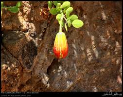 Image result for Capparis cartilaginea