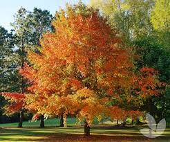 Image result for Nyssa sylvatica