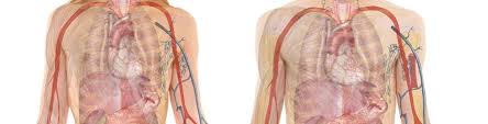 The mechanical action of the diaphragm is best understood by considering its anatomy and its attachment to the chest wall. Frozen Diaphragm Syndrome Energy Arts Blog Locating The Cause