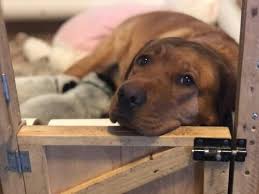 Introducing a new name for our labrador family. Maple A Broken Hearted English Lab Adopts Puppy News Cadillacnews Com