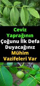 Ceviz Yapraginin Muhim Vazifeleri Var Health Fitness Health Health And Beauty