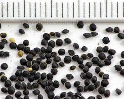 Image result for Spergula