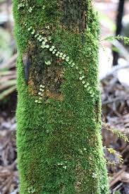 Image result for Didymoglossum