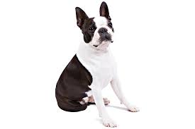 Boston Terrier Dog Breed Information Family Dogs Breeds Boston Terrier Dog Boston Terrier Lover