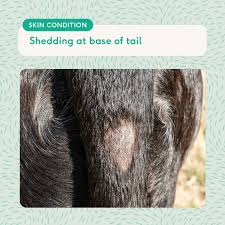 Image result for scrotum dog skin peeling
