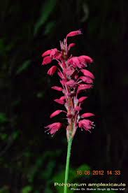 Image result for Persicaria amplexicaule