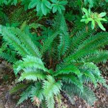 Image result for Polystichum sinense