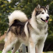 Find Out More About The Tamaskan Dog At Dogable Net The tamaskan is by far one of my favorite breeds, and i would highly recommend that people wanting hybrid wolf dogs think about getting a tamaskan, instead. tamaskan dog at dogable net