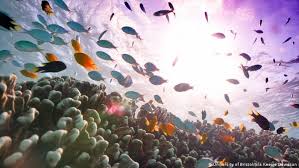 You can swim, snorkel, dive and sail this living masterpiece. Half Of Australia Great Barrier Reef Corals Have Died Since The 1990s Study Reveals News Dw 14 10 2020