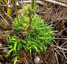 Image result for Oxytenanthera abyssinica