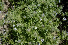 Image result for Leptactina arborescens