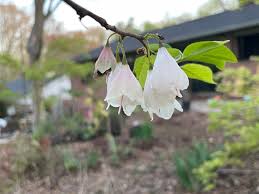 Image result for Halesia