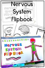 Nervous System Review Activity Print For Distance Learning Nervous System Activities Flip Book Activities Nervous System Projects