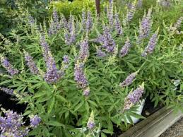 Image result for Vitex strickeri