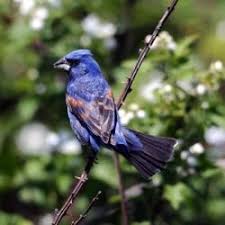 Birds Of Prey Central Florida Lake Apopka In Central Florida Beautiful Birds Florida Animals