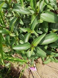 Image result for Melastomastrum segregatum