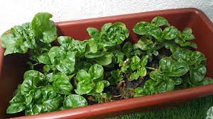 Bayam brazil ni rugi kalau tak tanam kat rumah sebabnya mudah dan cepat je nak tanam. Bayam Brazil Paling Mudah Ditanam Dan Paling Banyak Khasiat Maha Mahu Makan