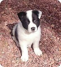 So, be sure to ask the breeder about the other parent breed in your border collie mix. Phoenix Az Border Collie Mix Meet Joy A Puppy For Adoption Http Www Adoptapet Com Pet 17 Border Collie Puppies For Sale Border Collie Mix Border Collie
