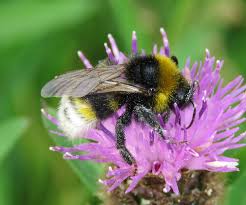 Image result for Bombus vestalis