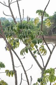 Image result for Cecropia pachystachya