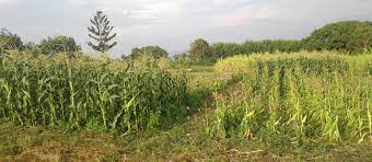Thinning turf, brown spots, or even a full section that's dead (even though you've got a sprinkler pointed at it). Push Pull Agricultural Pest Management Wikipedia