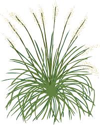 Image result for Sporobolus