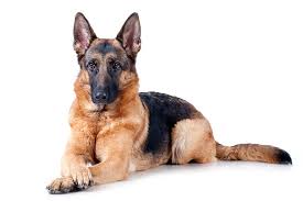 His adorable face is sure to win any dog lovers heart! German Shepherd Dog Dog Breed Information