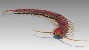 Centipede Centipede Characters Animals Centipede Character Unity Asset Store