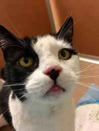 We have a large selection of cats and dogs at our mission campus. The San Francisco Spca Female Spayed Sf Spca Id A40173429 Sf Spca Given Name Not The Animal S Real Name Blair If You Believe This Cat Is Yours Call Us At 415 554 3030 Facebook