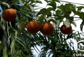 Image result for Pycnospora